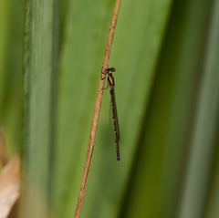 Lestes rectangularis