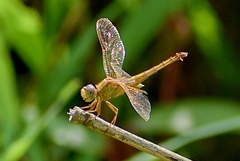 Crocothemis servilia