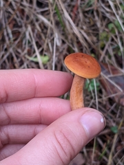 Lactarius luculentus