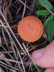Lactarius luculentus