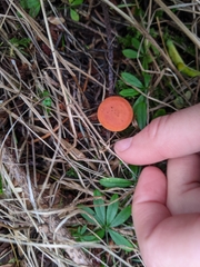 Lactarius luculentus