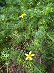 Ranunculus inundatus