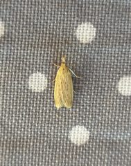 Ematheudes punctella