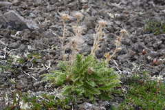 Geum glaciale