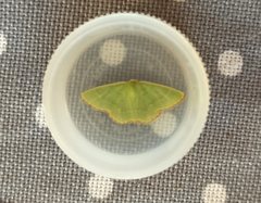 Eucrostes indigenata