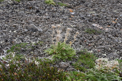 Geum glaciale