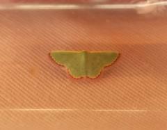 Eucrostes indigenata