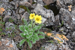 Geum glaciale