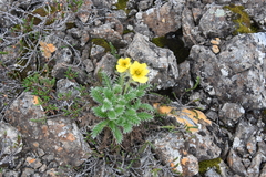 Geum glaciale