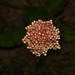 Helichrysum nudifolium oxyphyllum - Photo (c) suncana,  זכויות יוצרים חלקיות (CC BY), הועלה על ידי suncana