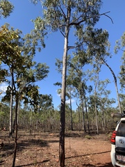 Eucalyptus tetrodonta