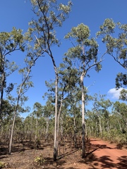 Eucalyptus tetrodonta