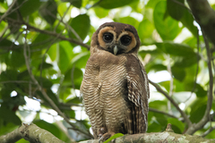 Strix leptogrammica