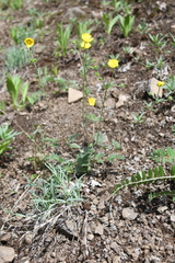 Potentilla crebridens