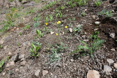 Potentilla crebridens