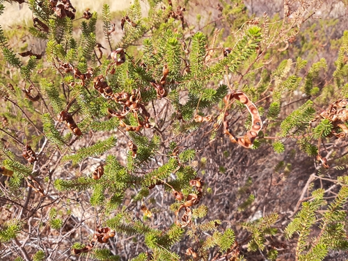 Image of Acacia spondylophylla by (c) Tim Hammer, some rights reserved (CC BY)