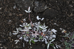 Potentilla crebridens hemicryophila