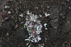 Potentilla crebridens hemicryophila
