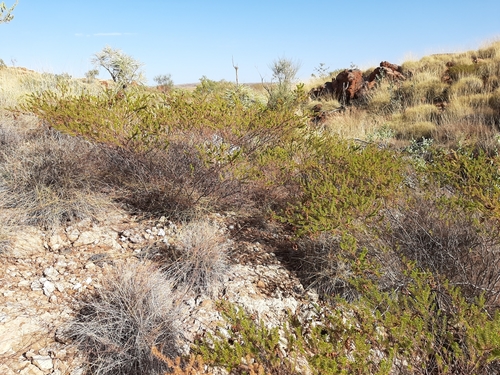 Image of Acacia spondylophylla by (c) Tim Hammer, some rights reserved (CC BY)