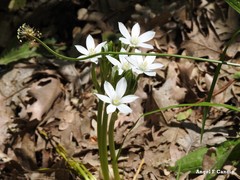 Ornithogalum baeticum