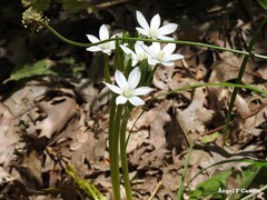 Ornithogalum baeticum