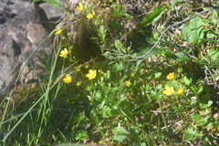 Potentilla gelida