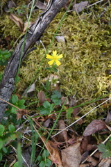 Potentilla gelida