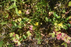 Potentilla gelida
