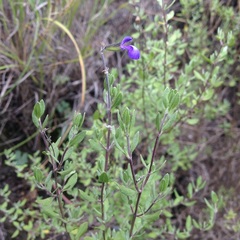 Salvia thymoides