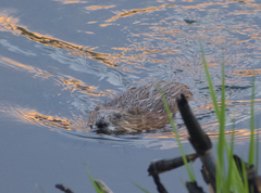 Ondatra zibethicus