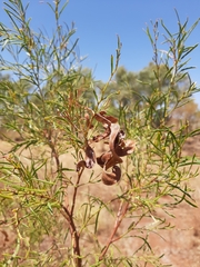 Acacia trachycarpa