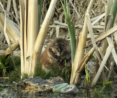 Ondatra zibethicus