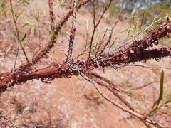 Acacia trachycarpa