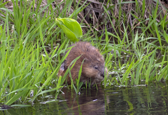 Ondatra zibethicus