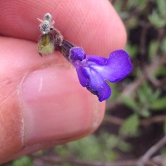 Salvia thymoides