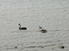 Cygnus atratus