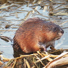 Ondatra zibethicus