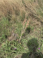 Aloe greatheadii davyana
