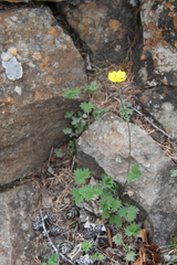 Potentilla gorodkovii