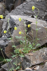 Potentilla gorodkovii
