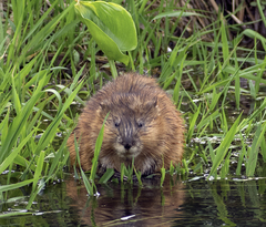 Ondatra zibethicus