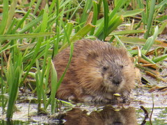 Ondatra zibethicus