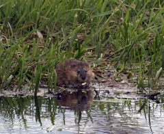 Ondatra zibethicus