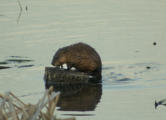 Ondatra zibethicus