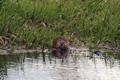 Ondatra zibethicus