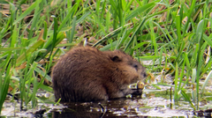 Ondatra zibethicus