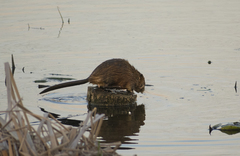 Ondatra zibethicus