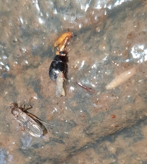 Dactylosternum abdominale