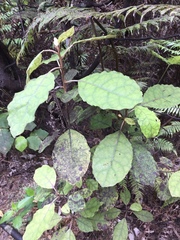 Brachyglottis myrianthos