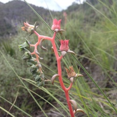 Echeveria heterosepala